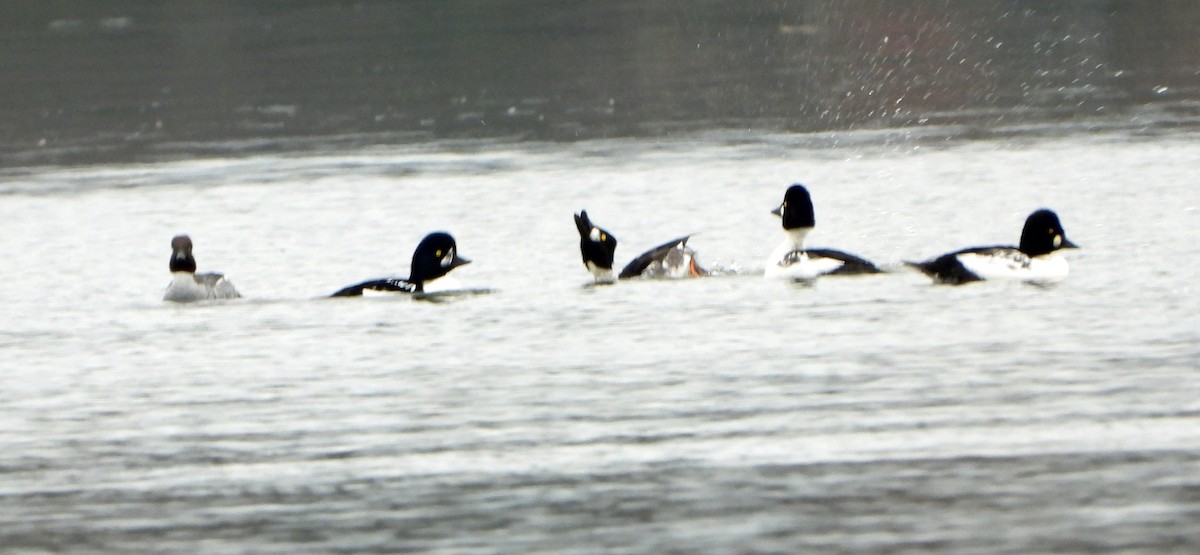 hohol islandský - ML644409146