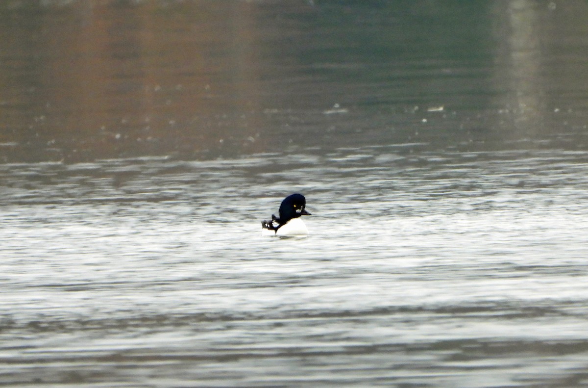 hohol islandský - ML644409148