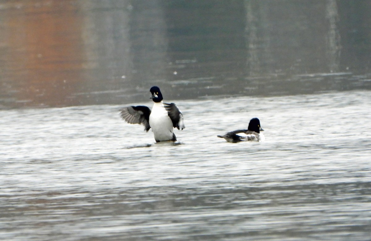 hohol islandský - ML644409149