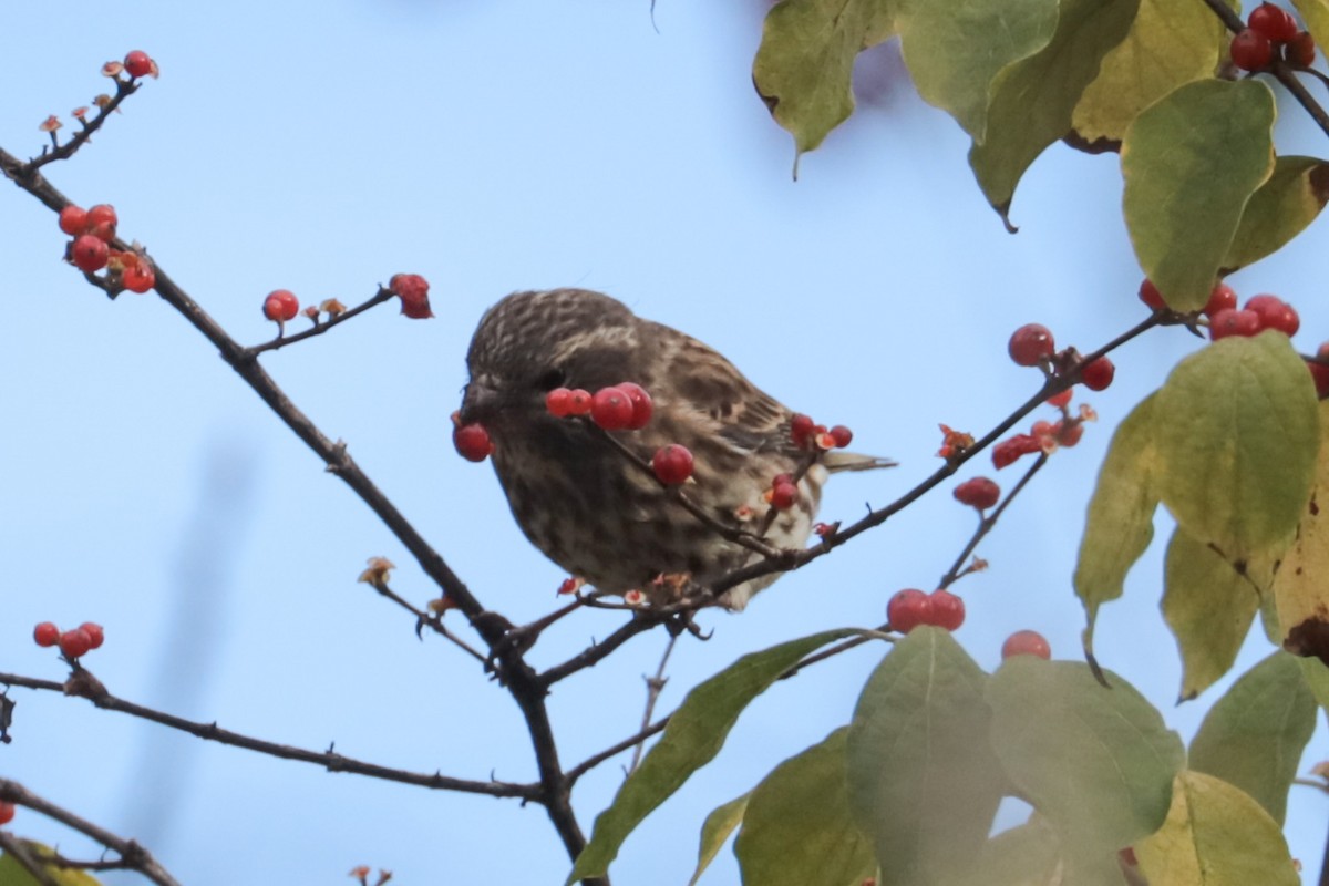Purple Finch - ML644409150