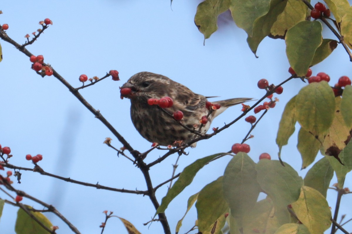 Purple Finch - ML644409151