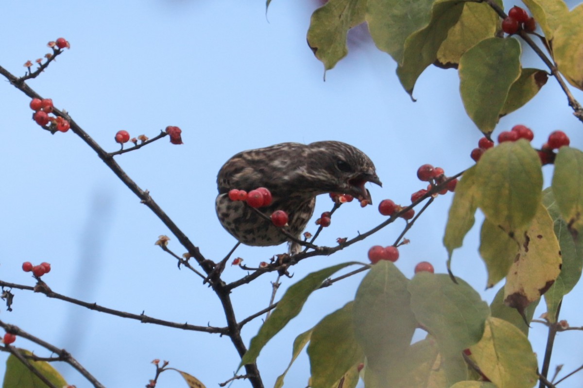 Purple Finch - ML644409152