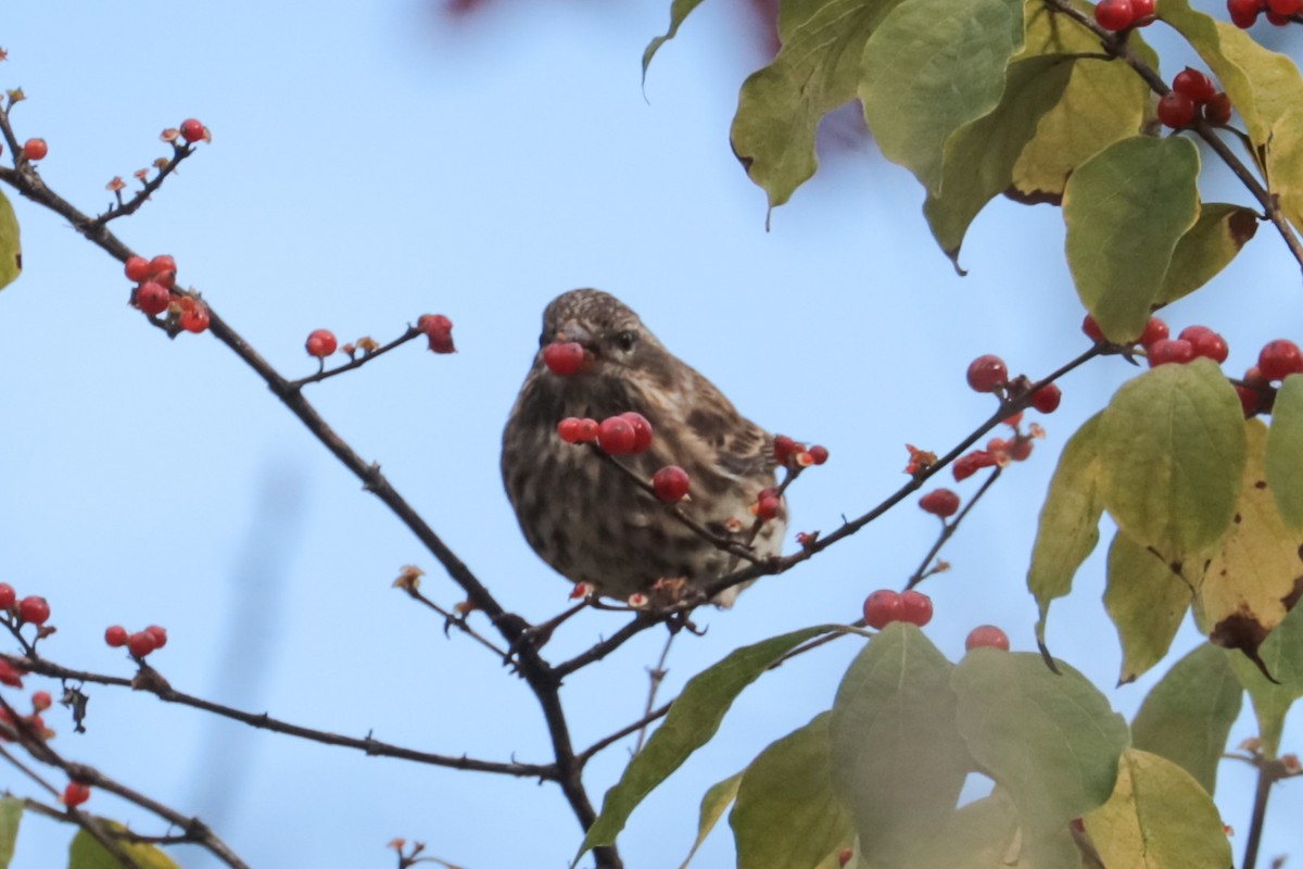 Purple Finch - ML644409153