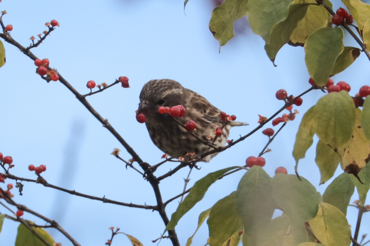 Purple Finch - ML644409154