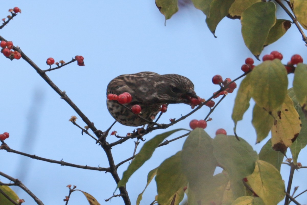 Purple Finch - ML644409155