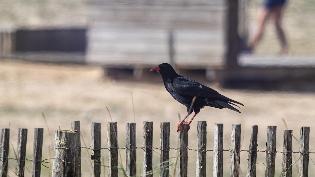 Red-billed Chough - ML644409159