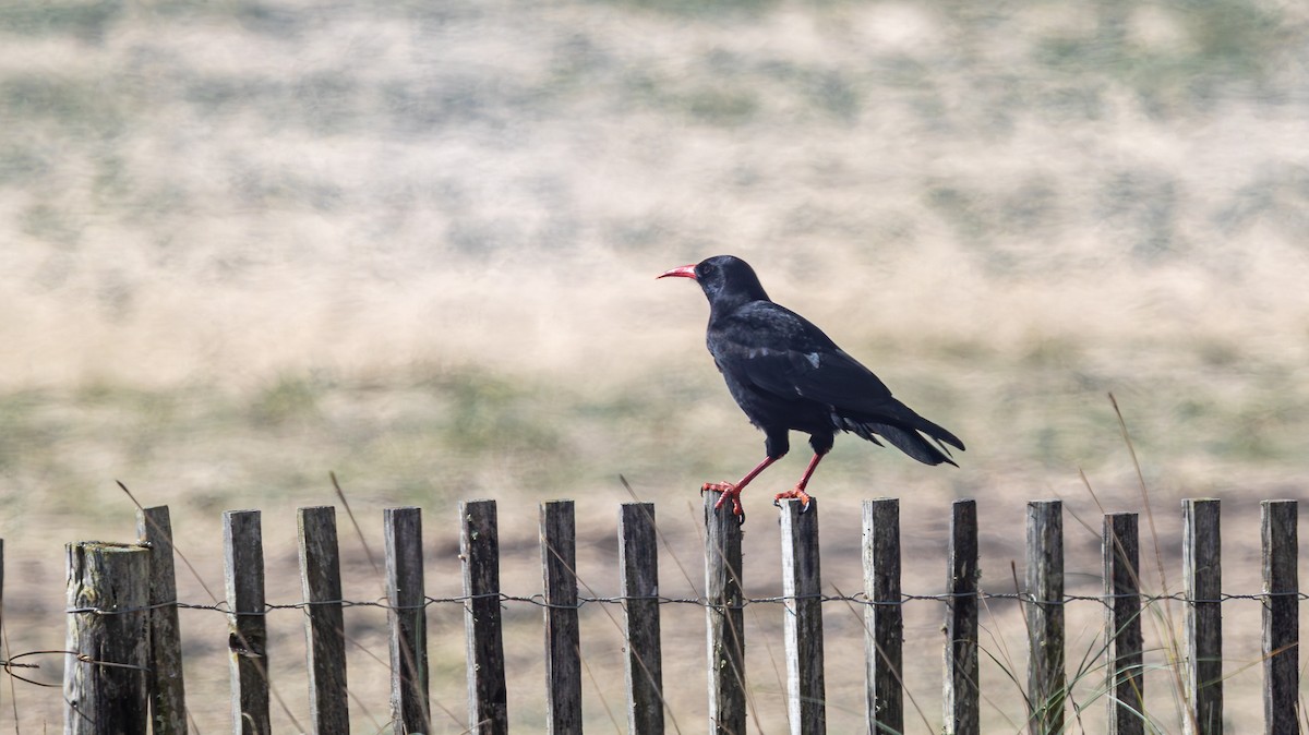 Red-billed Chough - ML644409160