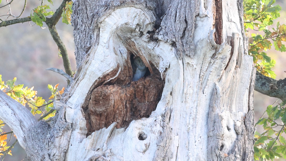 Western Barn Owl - ML644409161