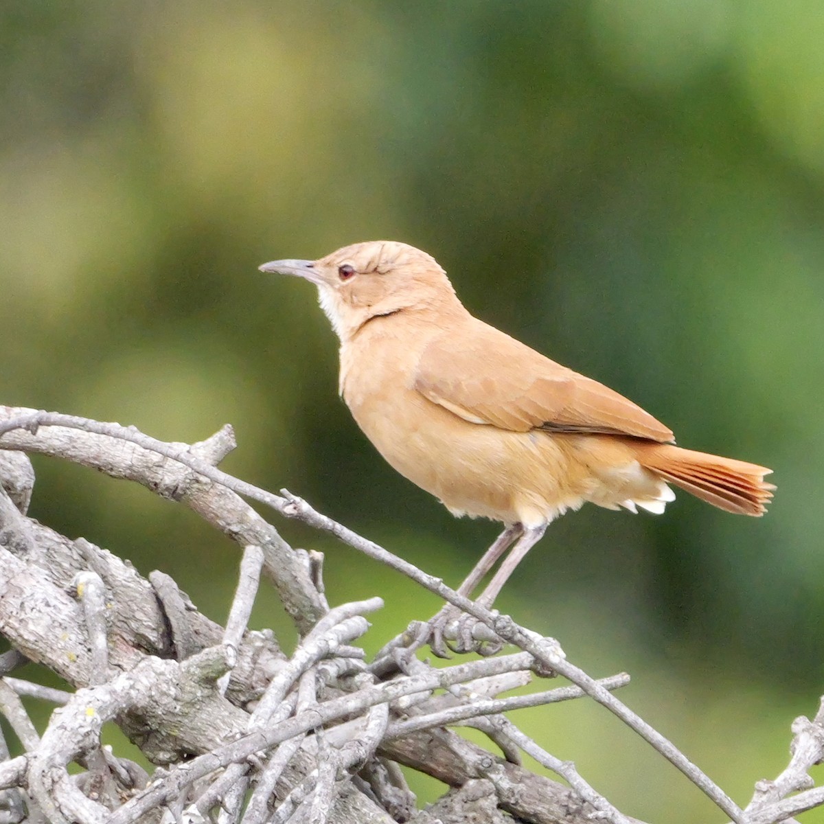 Rufous Hornero - ML644409164