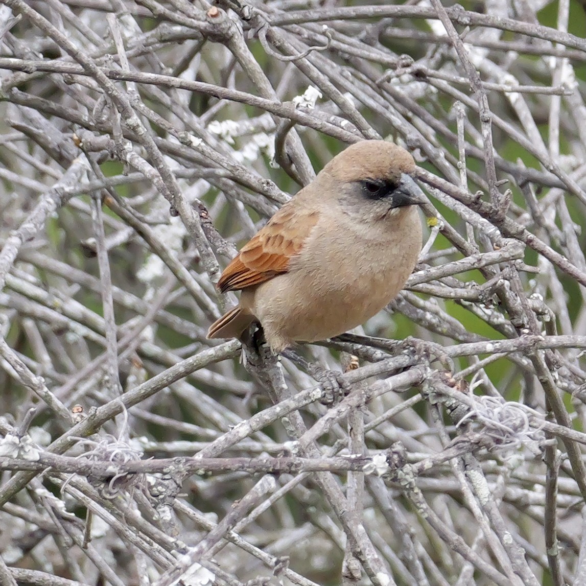 Pale Baywing - ML644409166