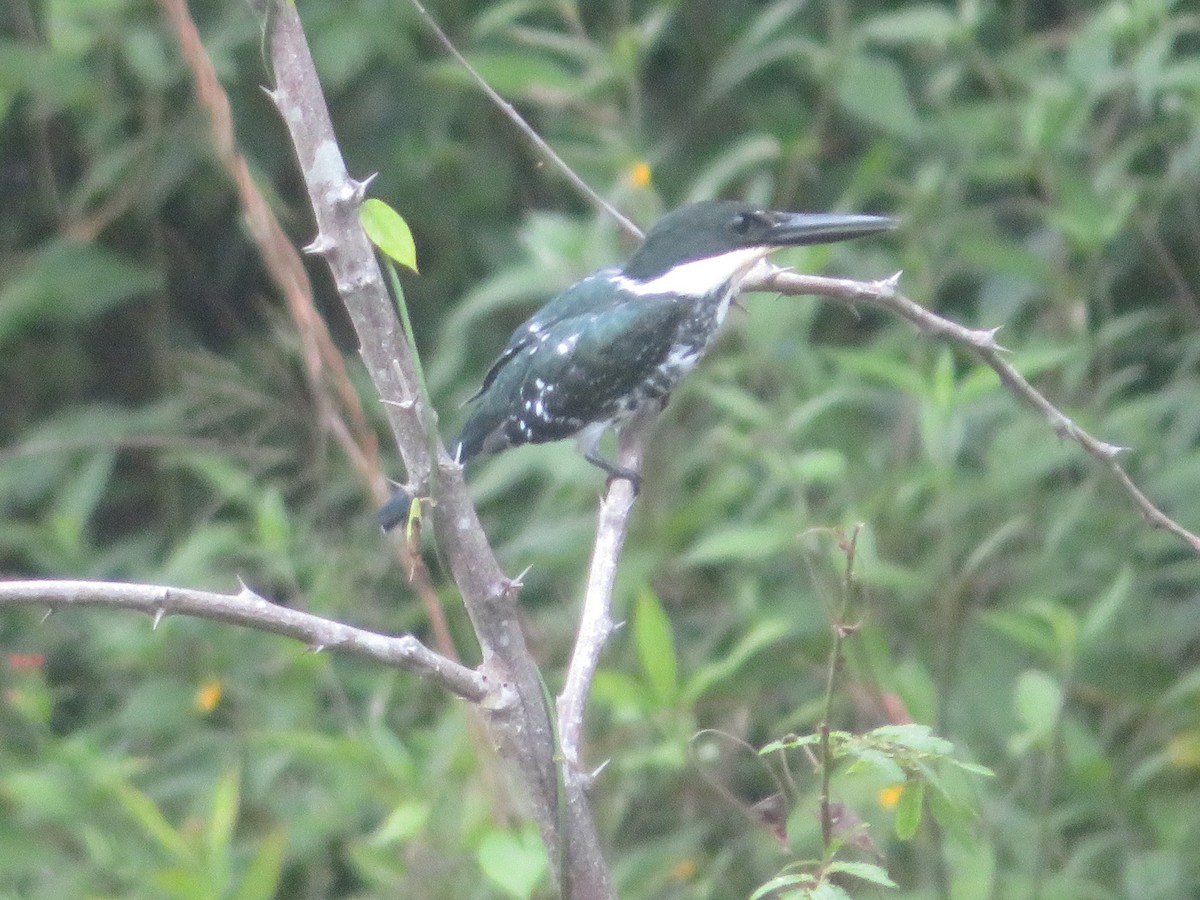 Green Kingfisher - ML644409177