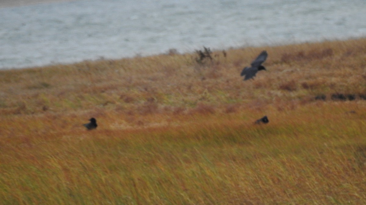 Balıkçı Karga - ML644409192