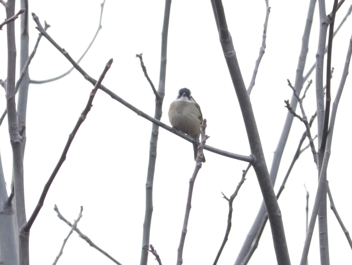 Нангиад бөлбөл - ML644409196