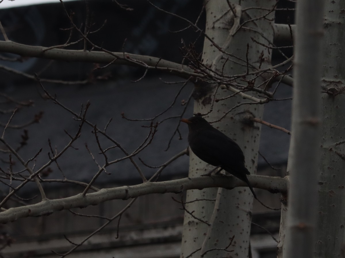 mandarintrost - ML644409219