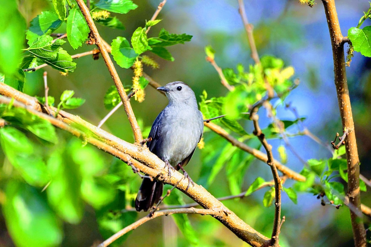 Moqueur chat - ML644409224