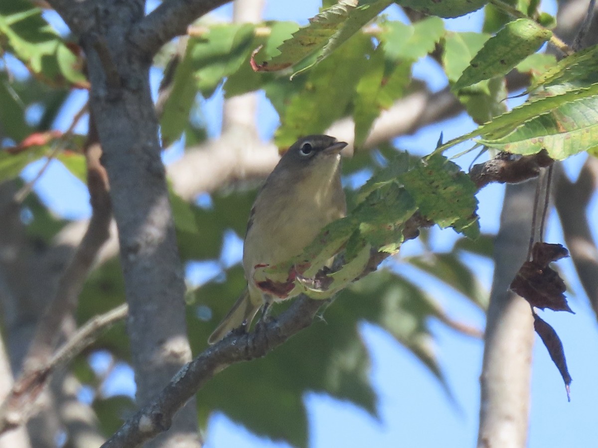 סבכון אורנים - ML644409228