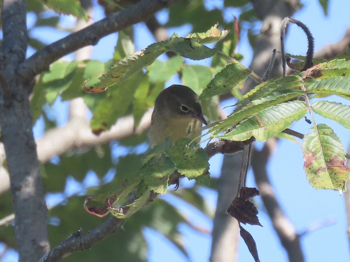 סבכון אורנים - ML644409229