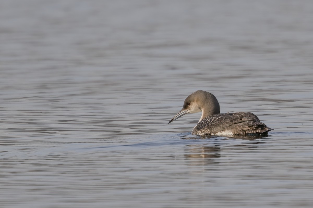 Prachttaucher - ML644409232