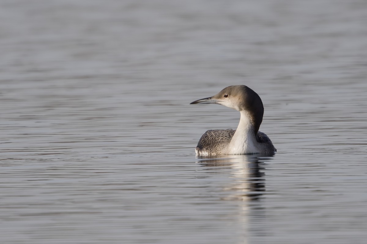 Prachttaucher - ML644409233