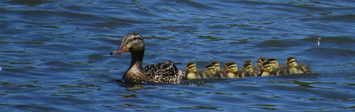 Mallard - ML644409240