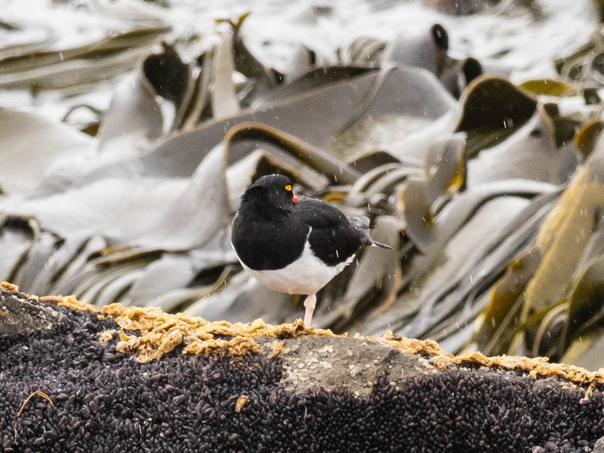 マゼランミヤコドリ - ML644409242