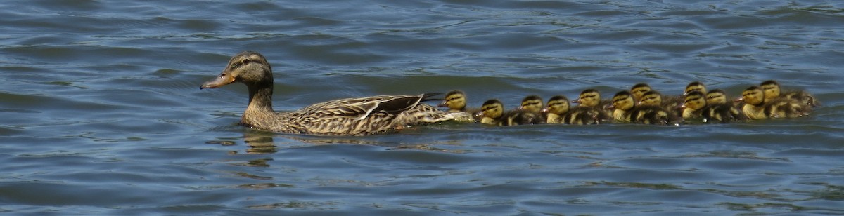 Mallard - ML644409259