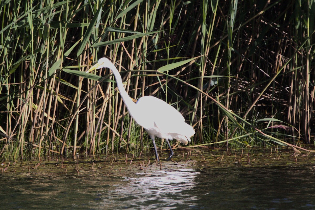 egretthegre - ML644409270