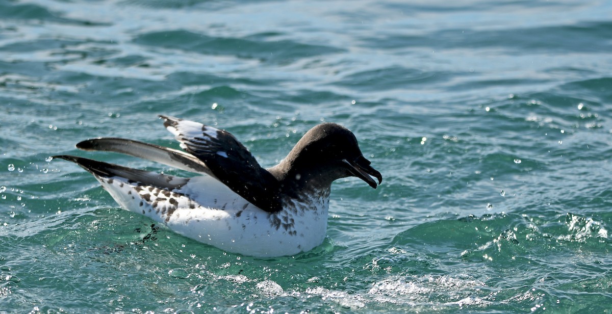 マダラフルマカモメ - ML644409271