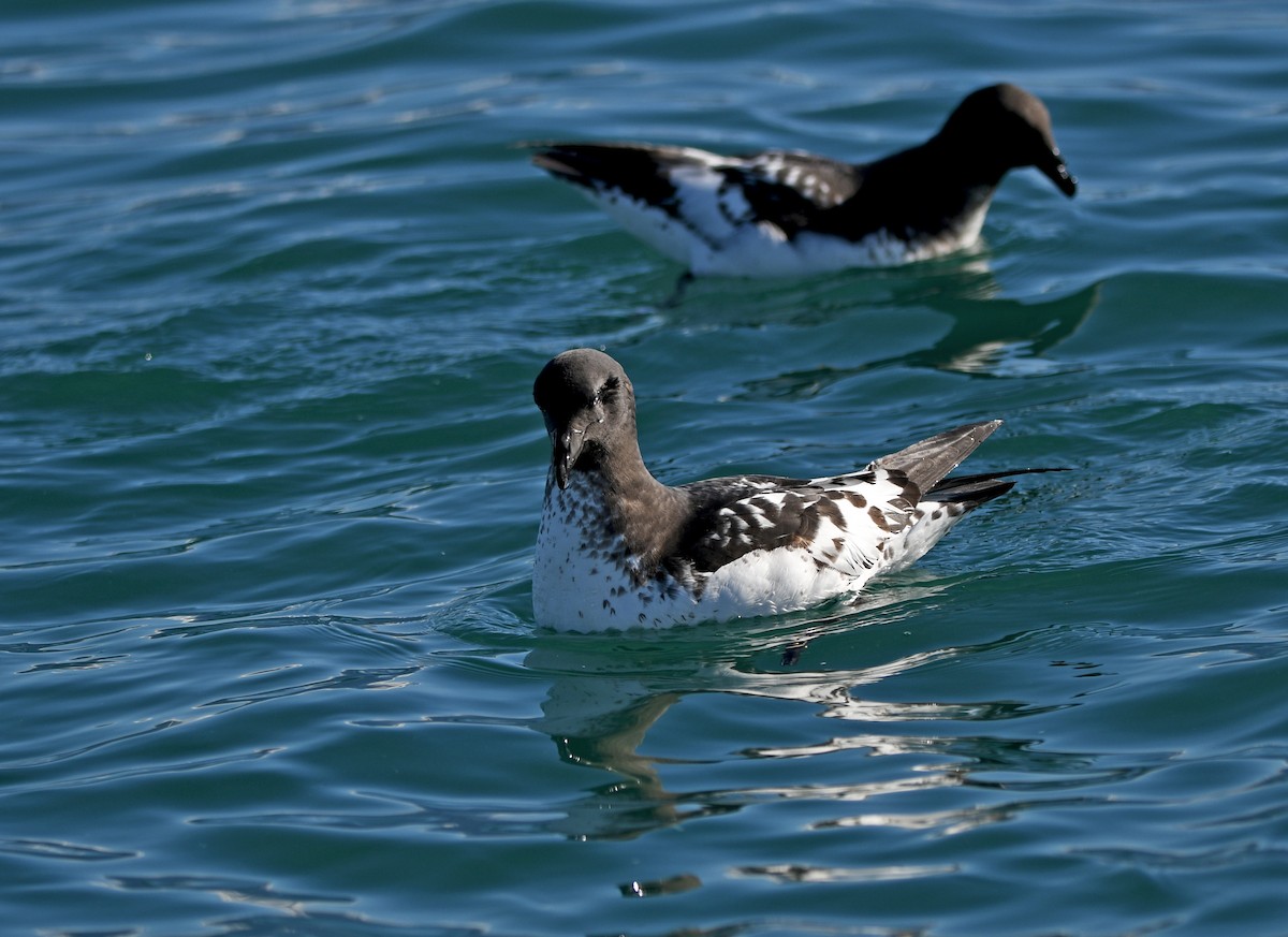 マダラフルマカモメ - ML644409281