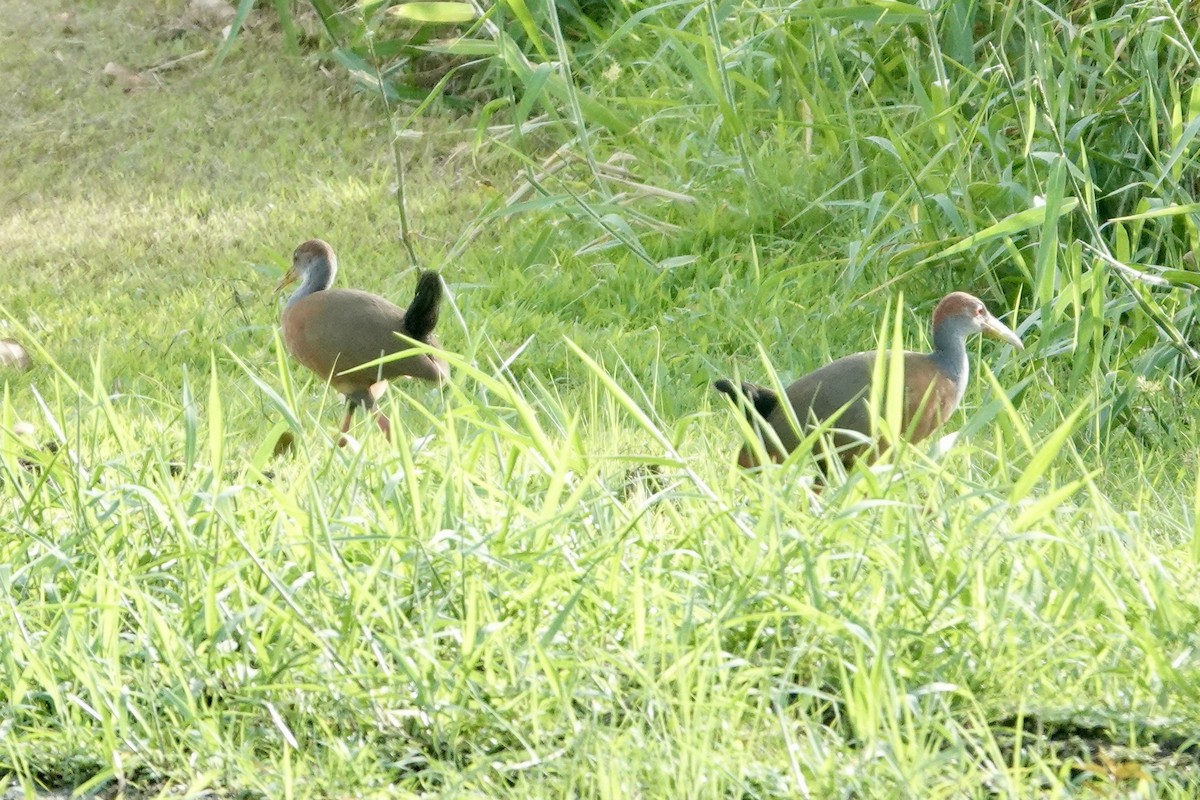 Russet-naped Wood-Rail - ML644409284