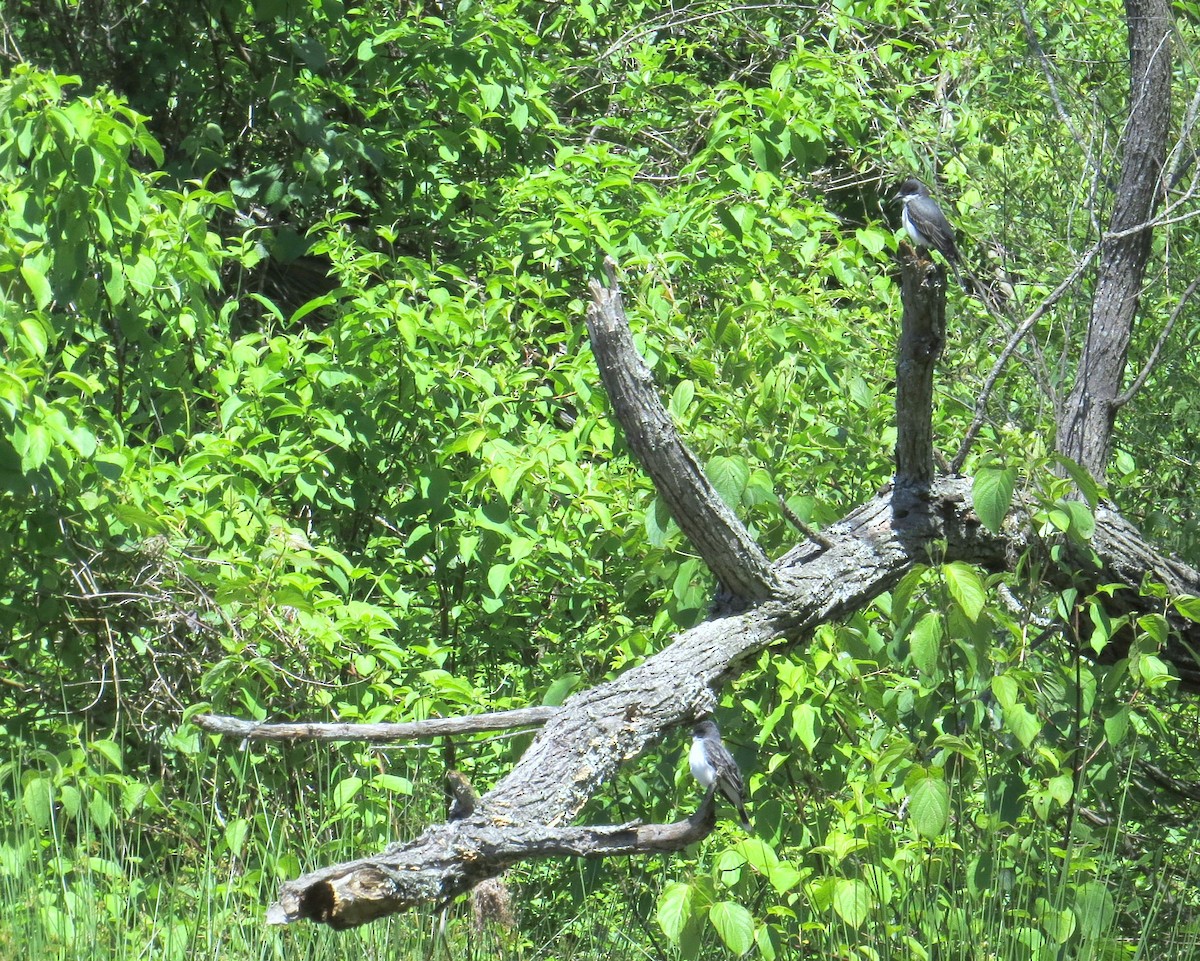 Eastern Kingbird - ML644409286