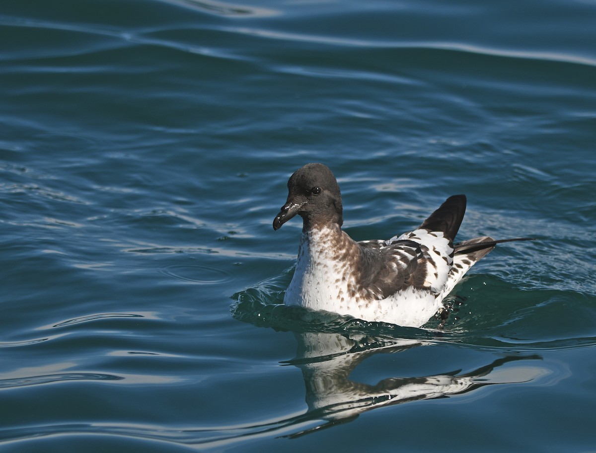 マダラフルマカモメ - ML644409288