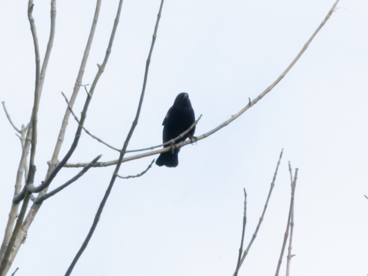 Al Kanatlı Karatavuk - ML644409294