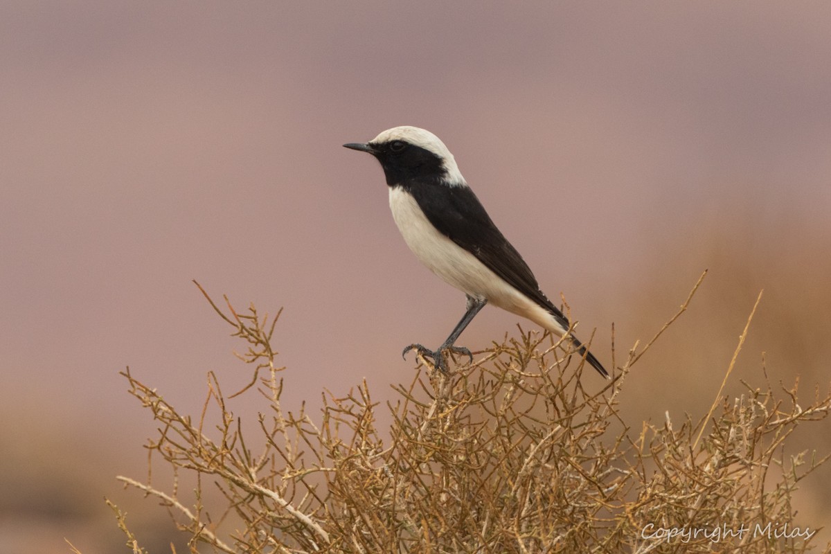 Mourning Wheatear (Maghreb) - ML644409303