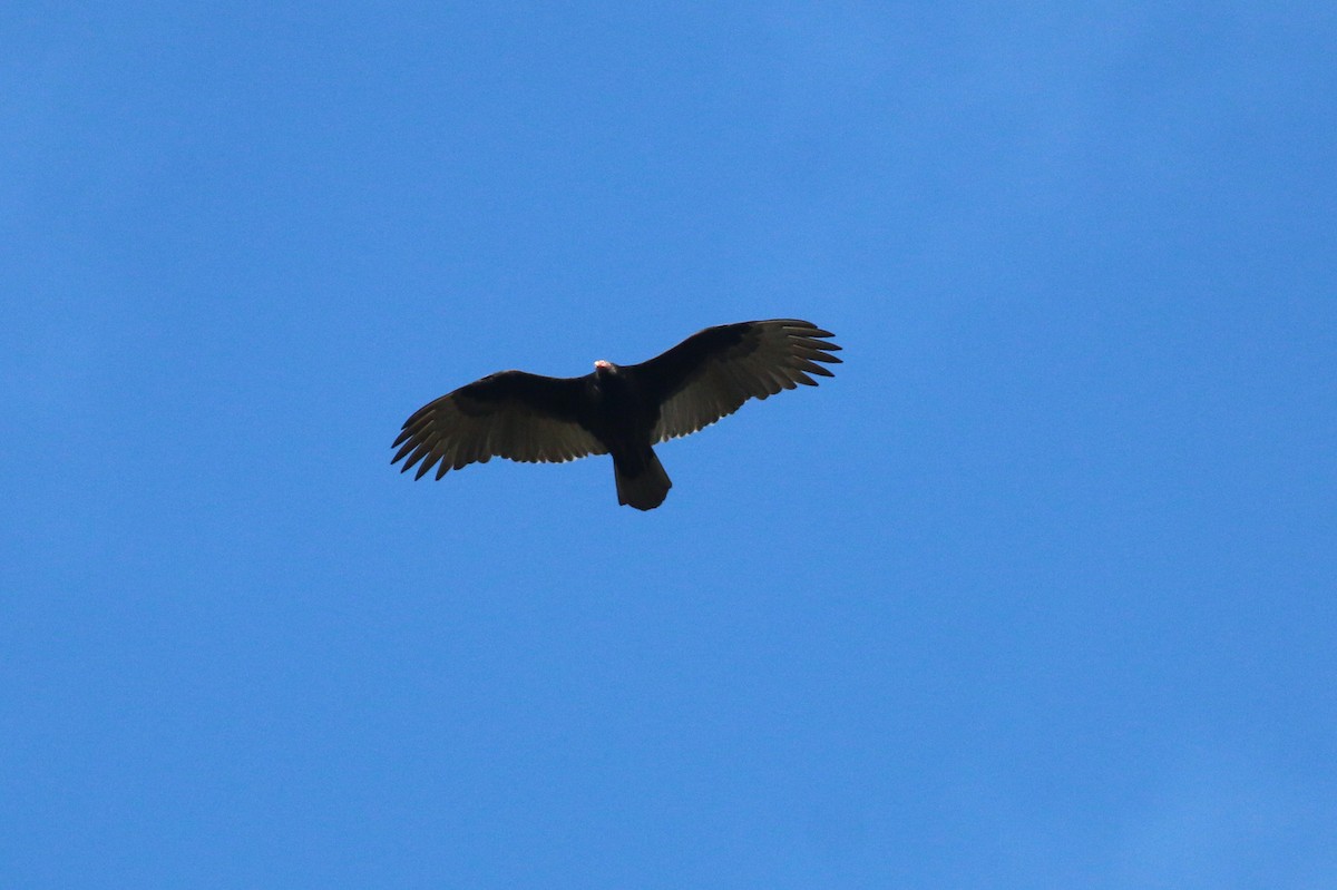 Turkey Vulture - ML644409315