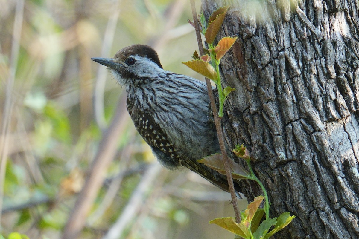 Cardinal Woodpecker - ML644409319