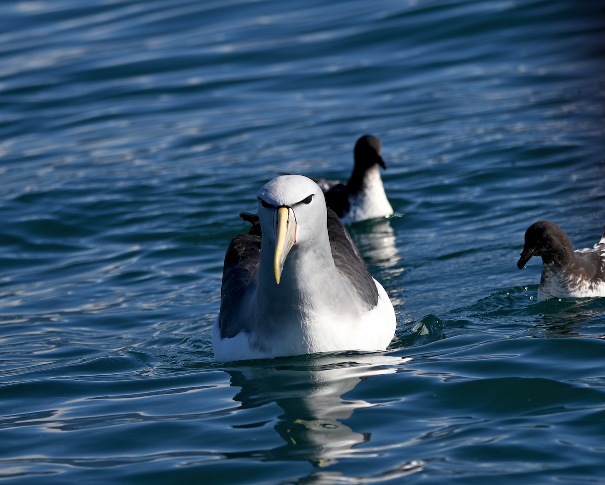 Salvin's Albatross - ML644409323