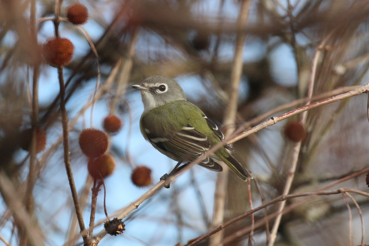 Blue-headed Vireo - ML644409328