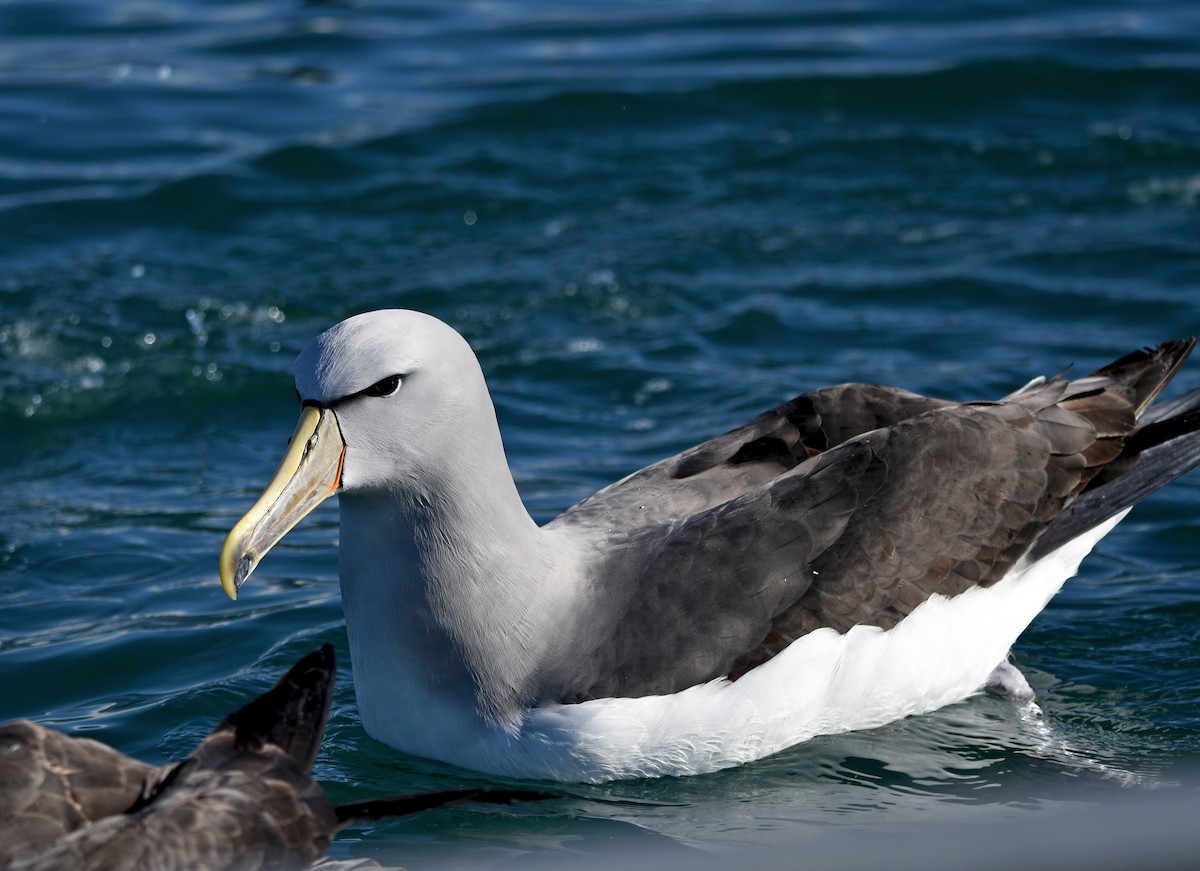 Salvin's Albatross - ML644409332