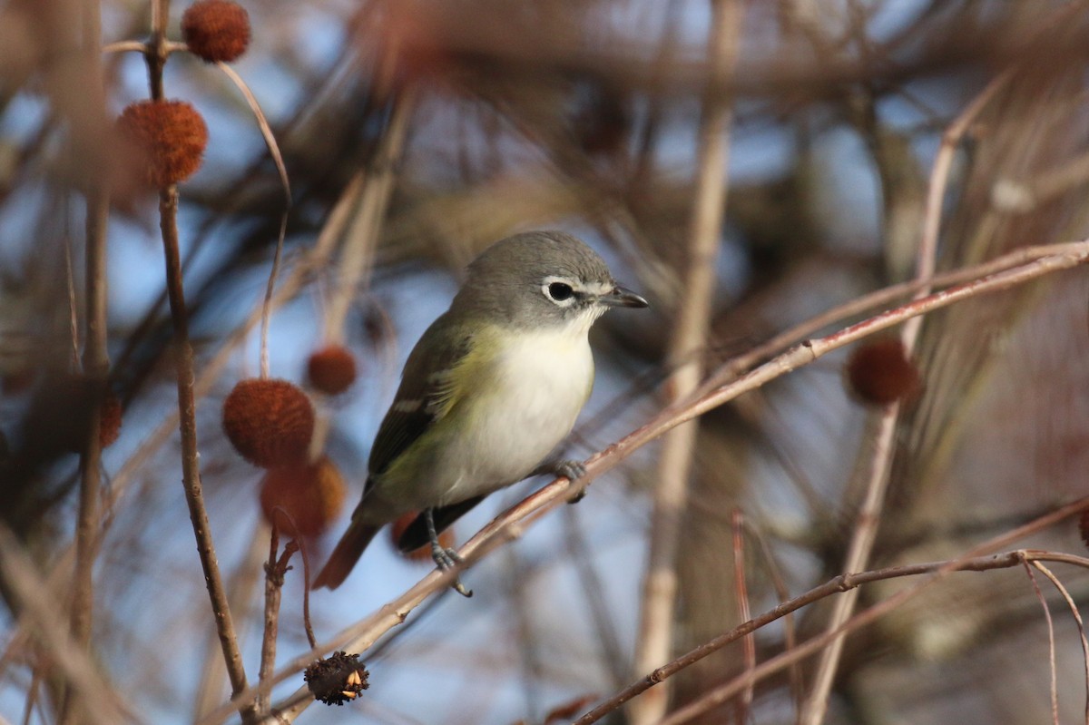 Blue-headed Vireo - ML644409333