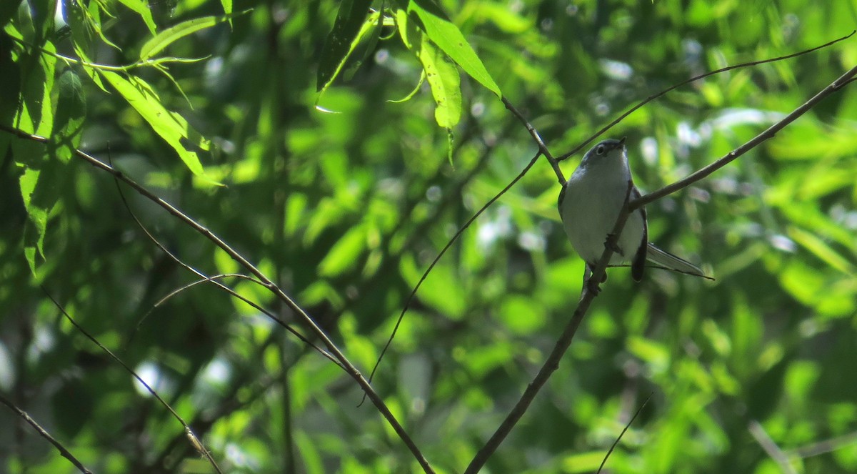 Blue-gray Gnatcatcher - ML644409336