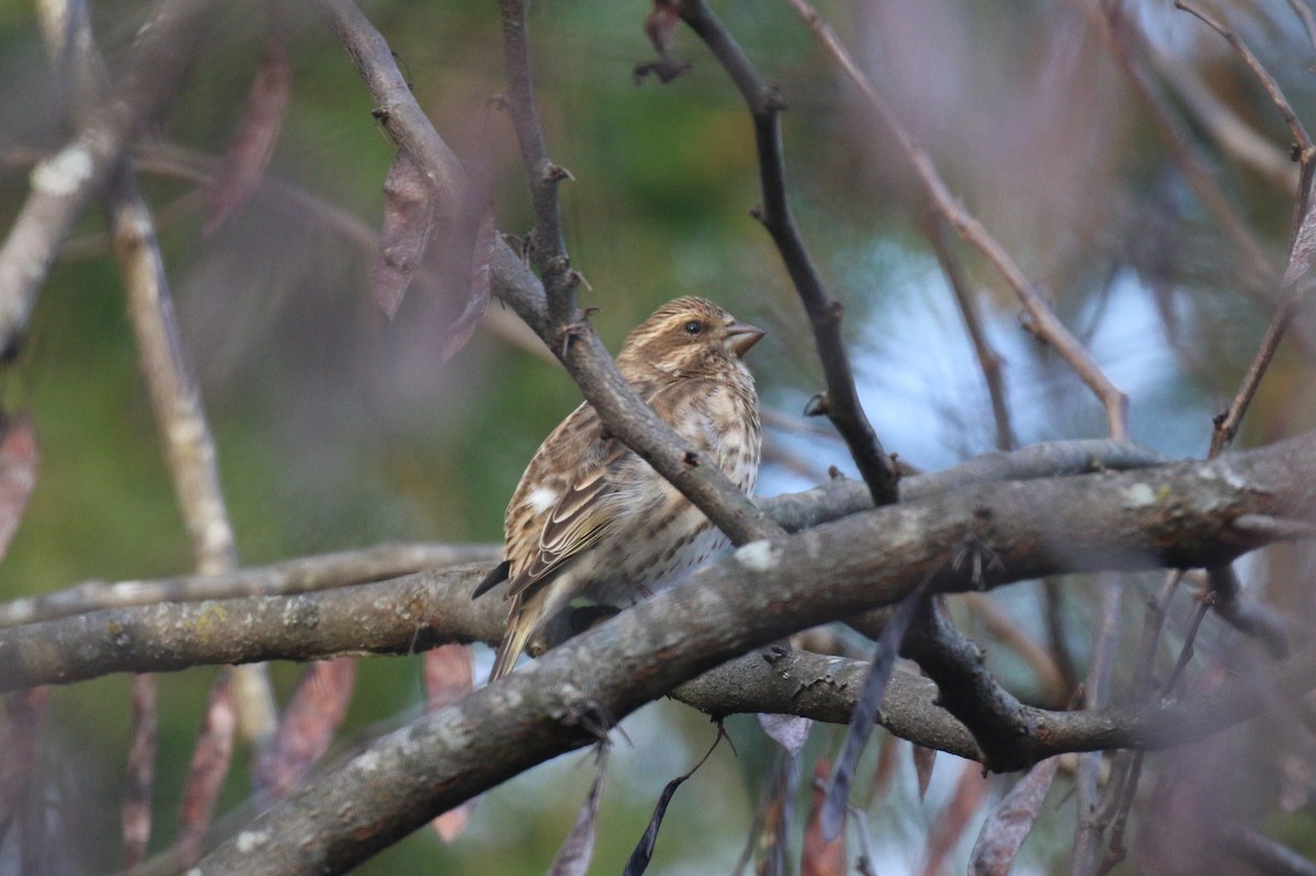 Purple Finch - ML644409343