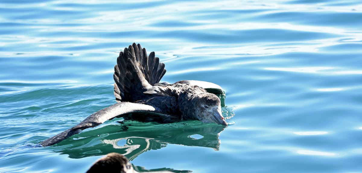 キタオオフルマカモメ - ML644409344