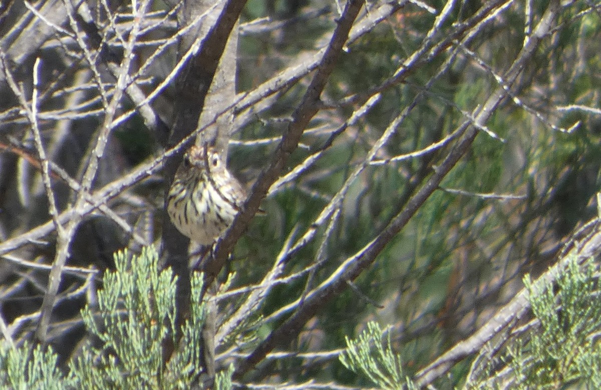 タテフムシクイ - ML644409348