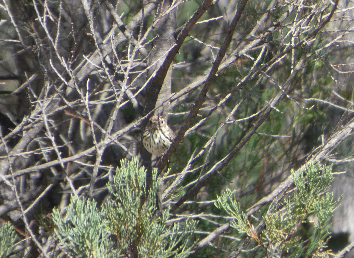 タテフムシクイ - ML644409349