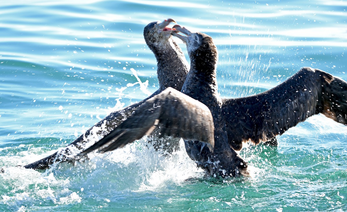 キタオオフルマカモメ - ML644409351