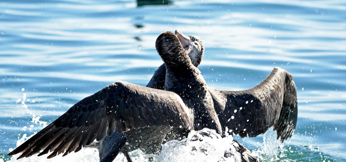 キタオオフルマカモメ - ML644409358