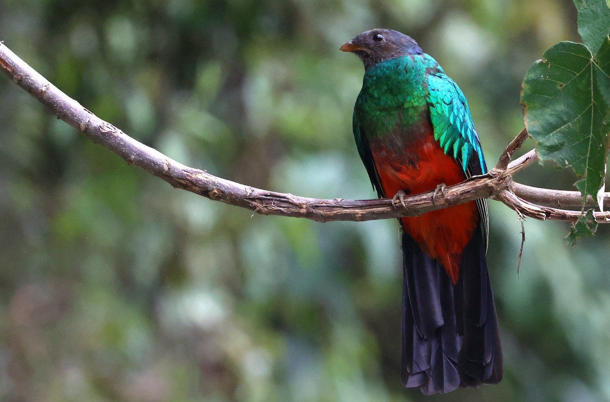 Golden-headed Quetzal - ML644409361