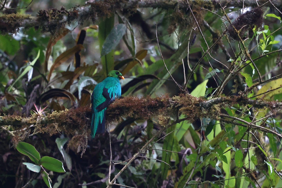 Golden-headed Quetzal - ML644409362