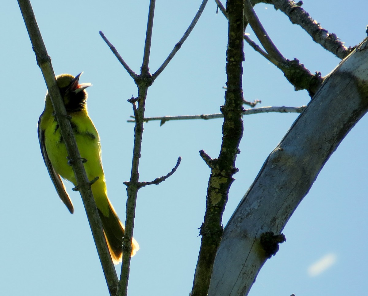 Orchard Oriole - ML644409365